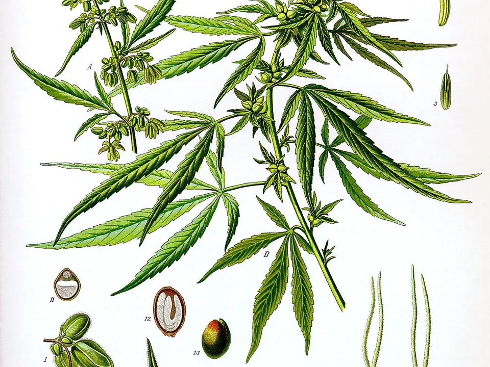 La legalización del cannabis recreativo se asocia a más ingresos por infarto e insuficiencia cardíaca, según un estudio en EE. UU.