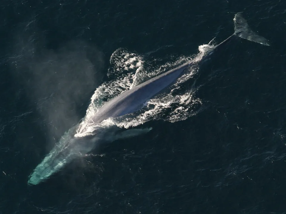 Ballena azul emergiendo a la superficie del mar
