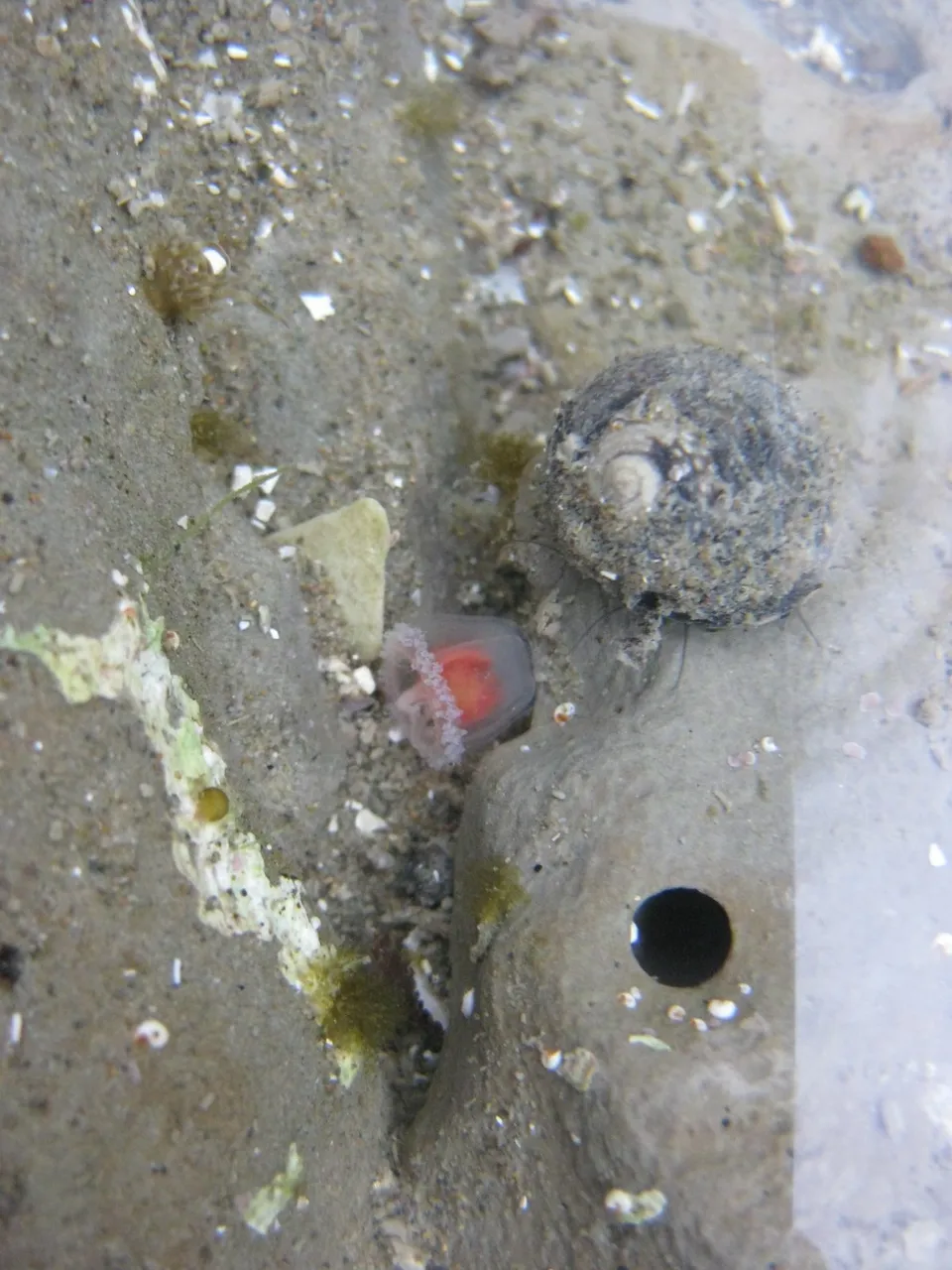 Medusa de Turritopsis rubra, especie hermana de la medusa inmortal, bajo el agua