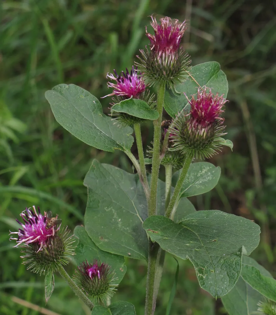 Planta de bardana menor con hojas verdes grandes y cabezuelas moradas erizadas