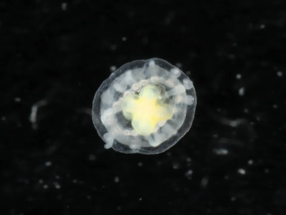 Medusa diminuta y transparente de Turritopsis dohrnii, con el estómago rojizo visible en el centro de la campana