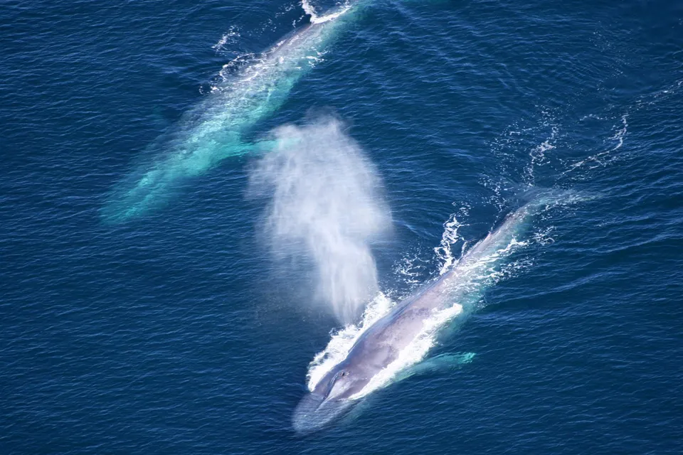 Vista aérea de dos ballenas azules nadando juntas bajo la superficie del mar