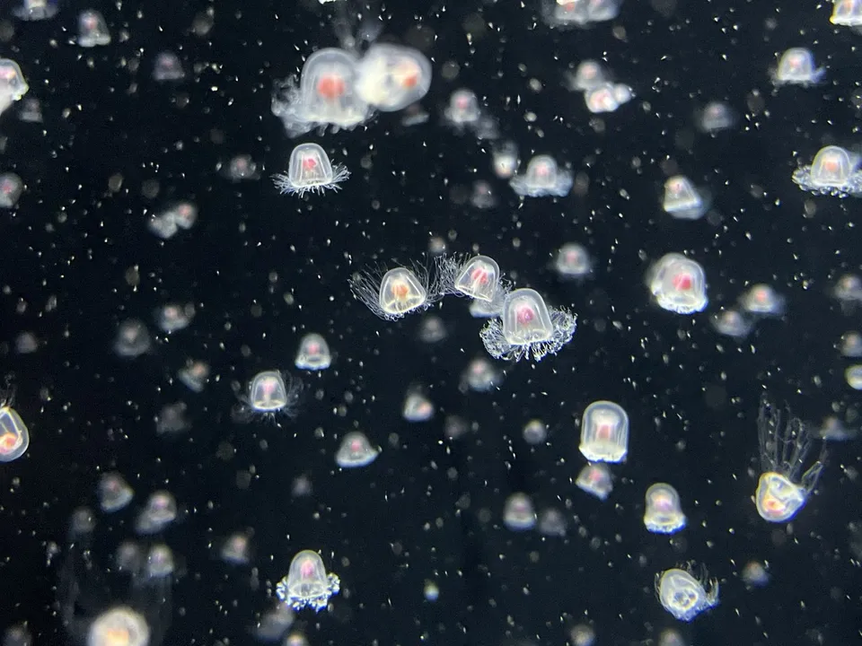 Pequeñas medusas translúcidas de la especie Turritopsis nutricula en un tanque de acuario