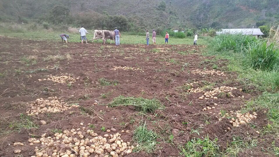 Ingenieros agrónomos alertan por calor y sequía que amenazan siembras en Venezuela